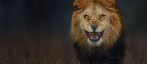 lion-attaque-animal